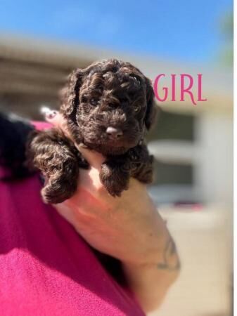 Poodle puppies for sale in Wrexham – 1 year old - Image 3 of 5