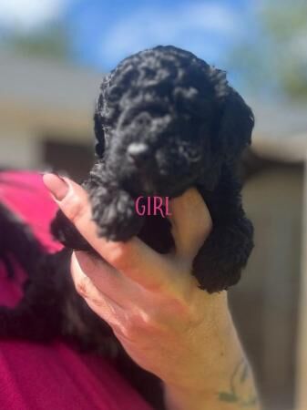 Poodle puppies for sale in Wrexham – 1 year old - Image 4 of 5