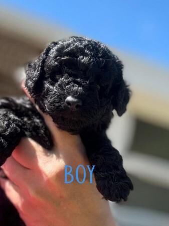 Poodle puppies for sale in Wrexham – 1 year old - Image 5 of 5