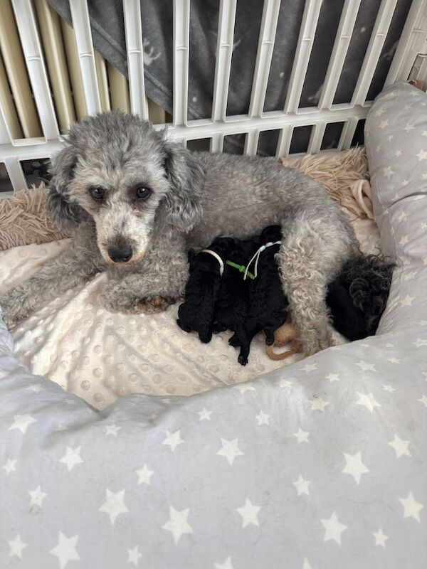 Poodle Puppies For Sale
