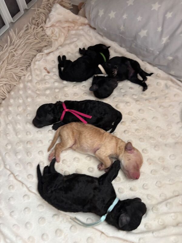 Adorable kc registered miniature poodles - Image 2 of 15