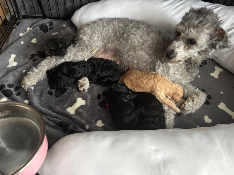 Adorable kc registered miniature poodles - Image 3 of 15