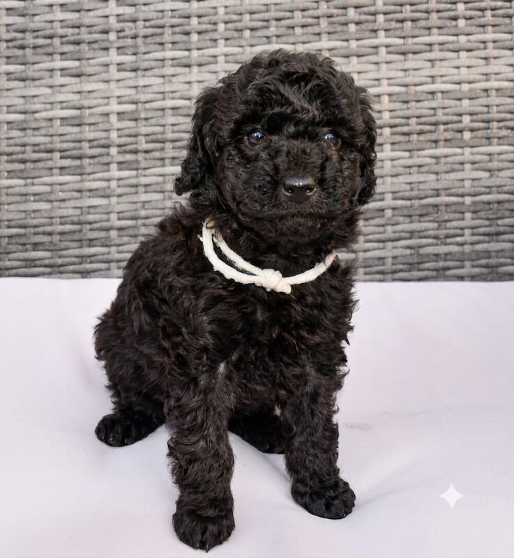 Adorable kc registered miniature poodles - Image 4 of 15