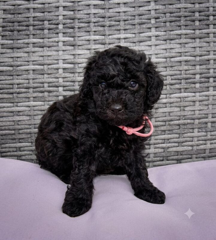 Adorable kc registered miniature poodles - Image 5 of 15