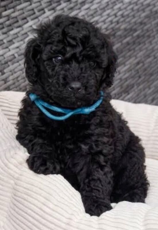 Adorable kc registered miniature poodles - Image 6 of 15