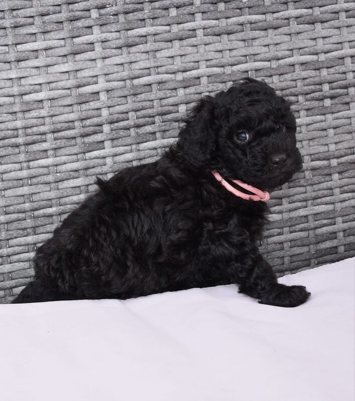 Adorable kc registered miniature poodles - Image 7 of 15