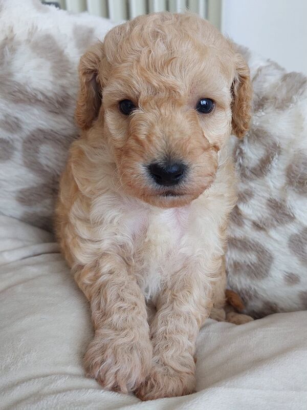 Adorable kc registered miniature poodles - Image 8 of 15
