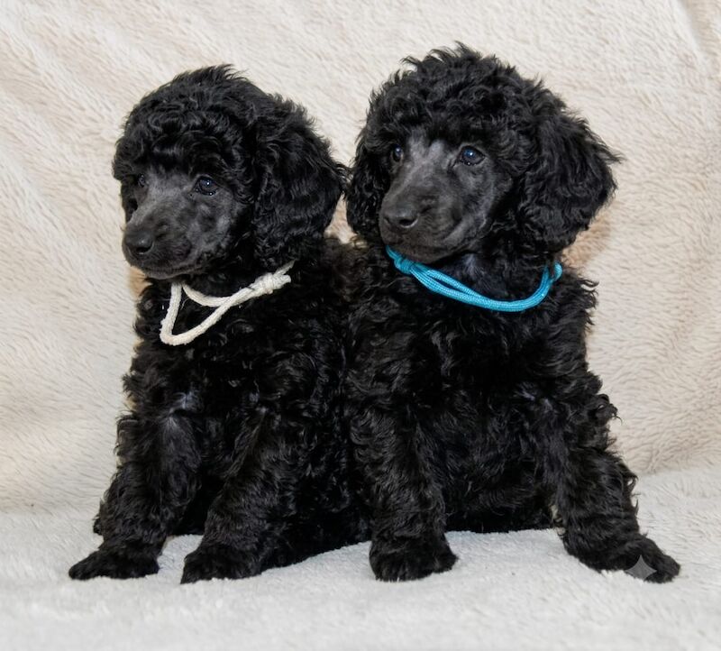 Adorable kc registered miniature poodles - Image 9 of 15
