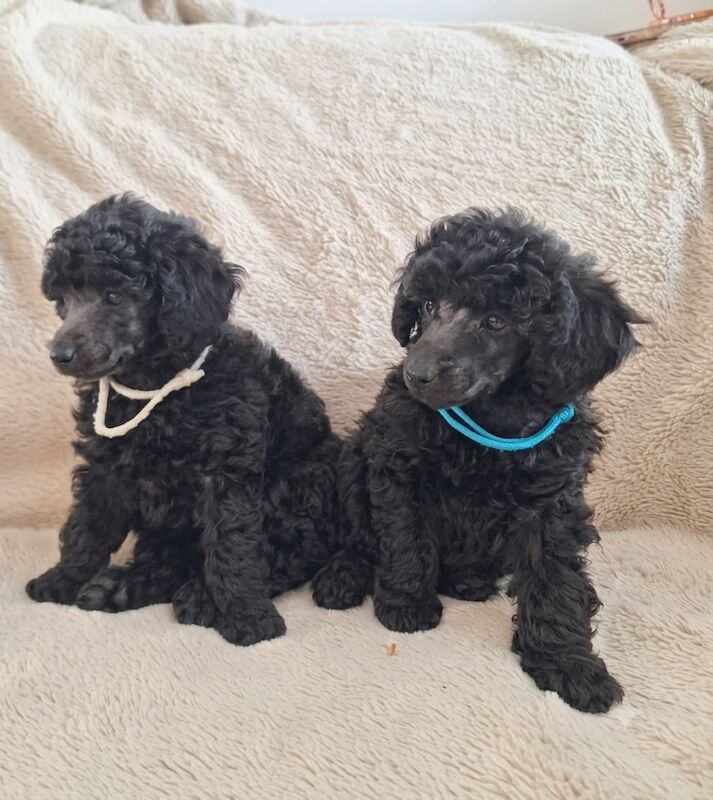 Adorable kc registered miniature poodles - Image 10 of 15
