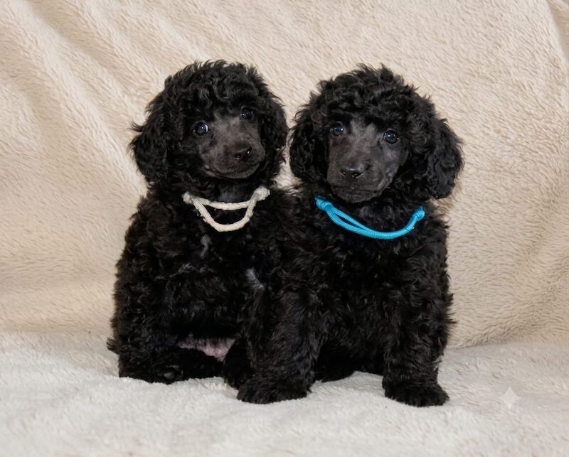 Adorable kc registered miniature poodles - Image 11 of 15