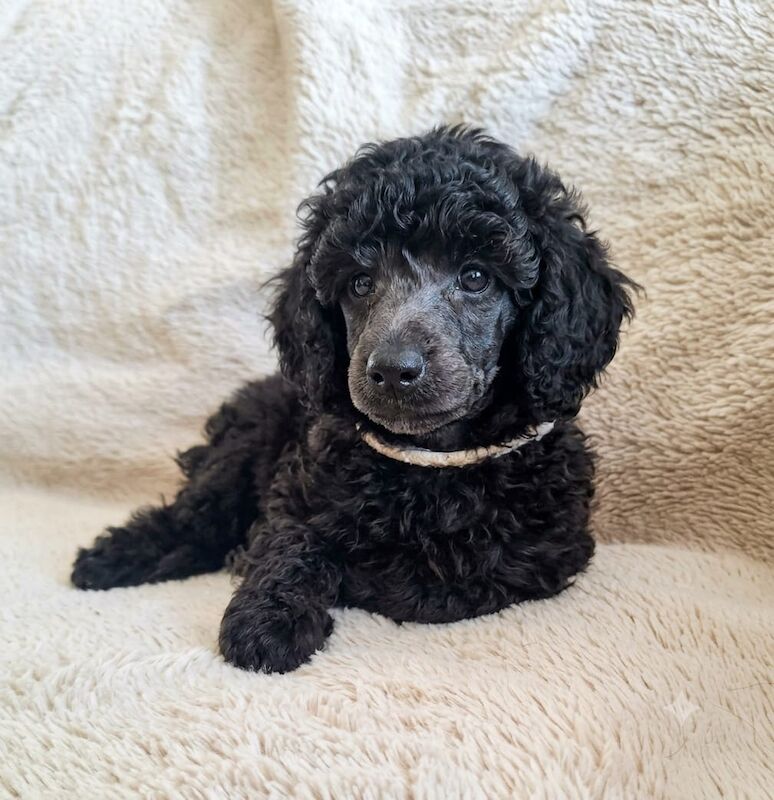 Adorable kc registered miniature poodles - Image 12 of 15