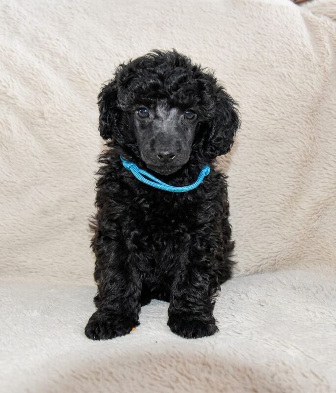Adorable kc registered miniature poodles - Image 13 of 15
