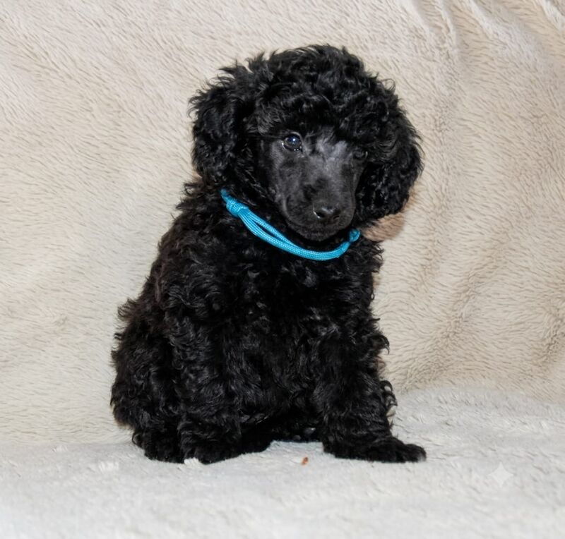 Adorable kc registered miniature poodles - Image 14 of 15