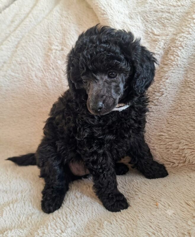 Adorable kc registered miniature poodles - Image 15 of 15