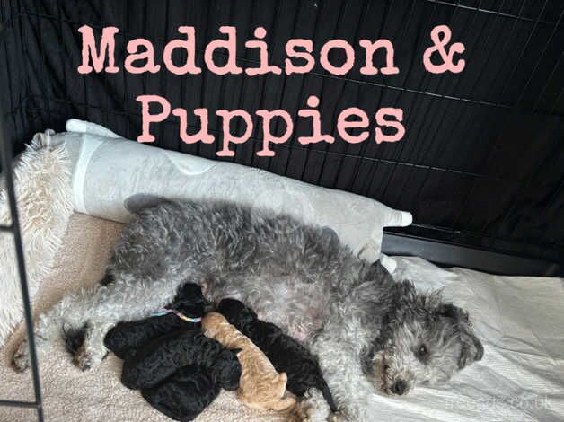 Poodle puppies for sale in Blackpool, Lancashire – KC registered, 11 months old - Image 1 of 5