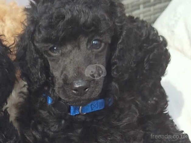 Poodle puppies for sale in Blackpool, Lancashire – KC registered, 11 months old - Image 2 of 5