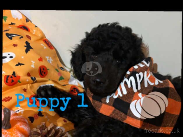 Poodle puppies for sale in Blackpool, Lancashire – KC registered, 11 months old - Image 3 of 5