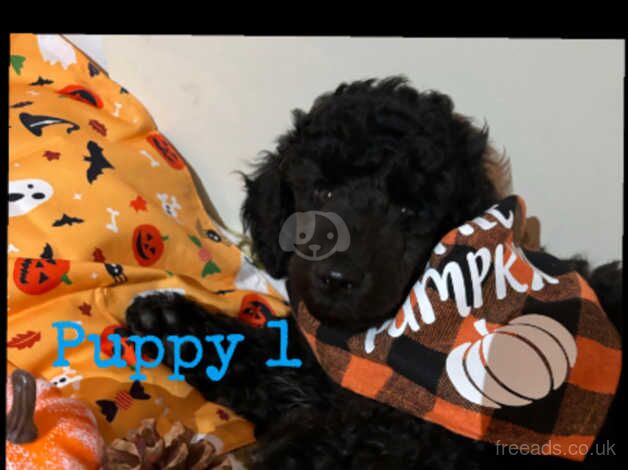 Poodle puppies for sale in Blackpool, Lancashire – KC registered, 11 months old - Image 4 of 5