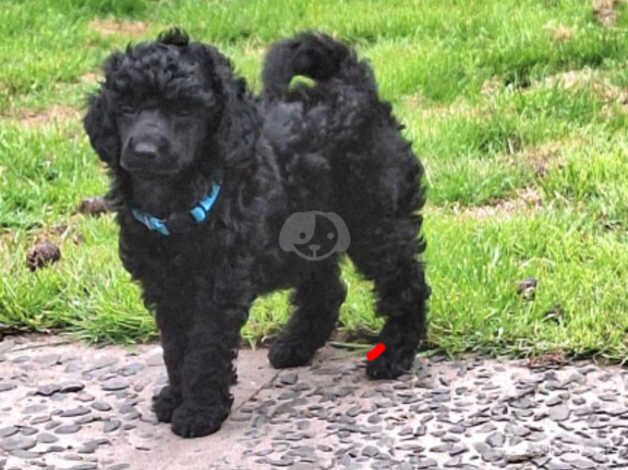 Poodle puppies for sale in Blackpool, Lancashire – KC registered, 11 months old - Image 5 of 5