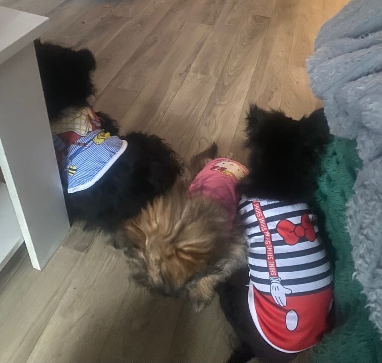 Adorable Maltipom puppies open to offers