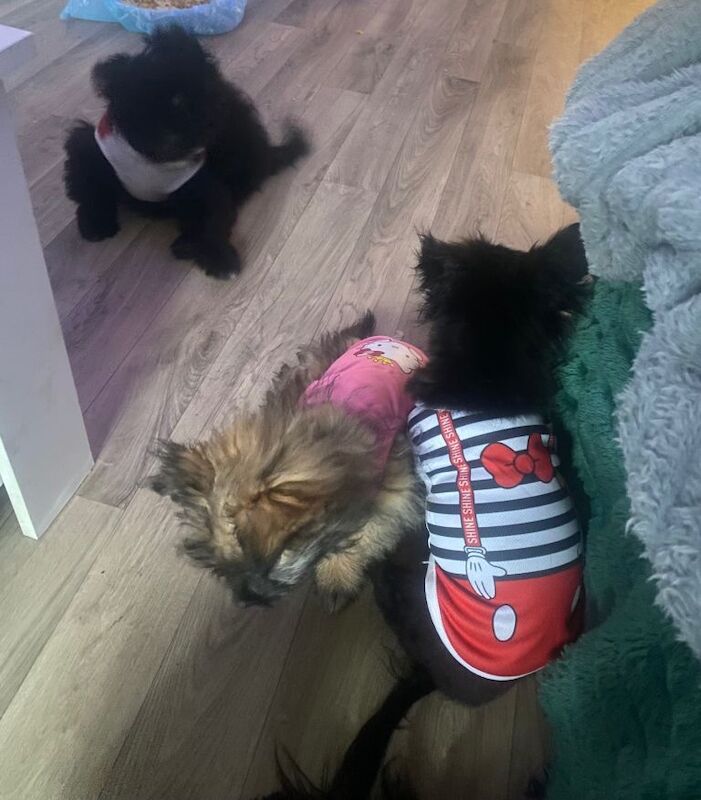 Adorable Maltipom puppies open to offers - Image 2 of 5