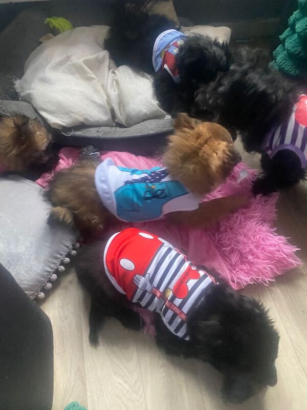 Adorable Maltipom puppies open to offers - Image 3 of 5