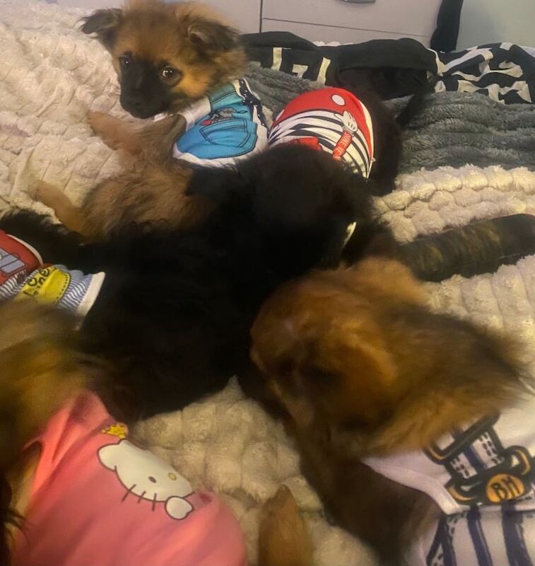 Adorable Maltipom puppies open to offers - Image 4 of 5