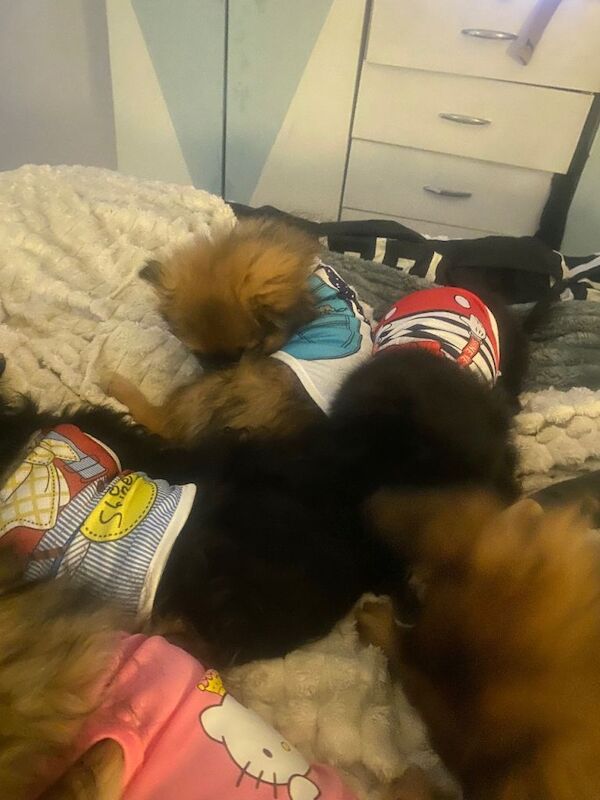 Adorable Maltipom puppies open to offers - Image 5 of 5