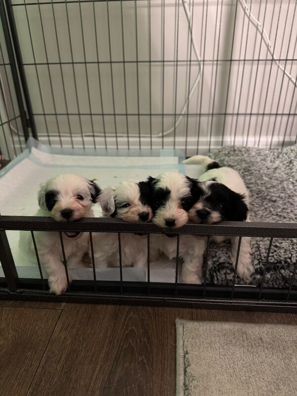 Adorable Maltipoo puppies