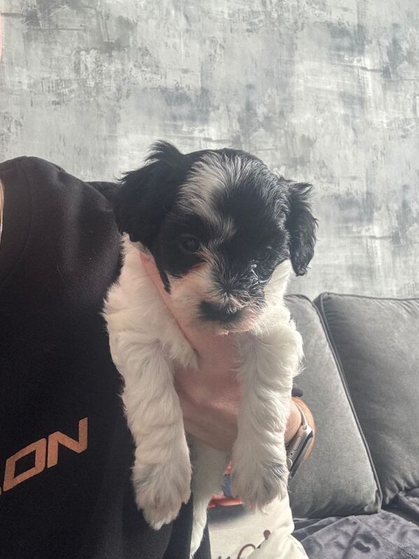 Adorable Maltipoo puppies - Image 5 of 5