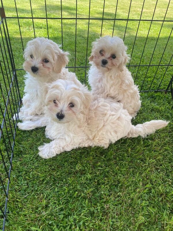 Adorable maltipoo puppies Maltese x toy poodle
