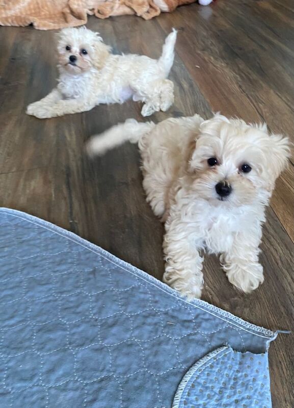 Adorable maltipoo puppies Maltese x toy poodle - Image 2 of 6