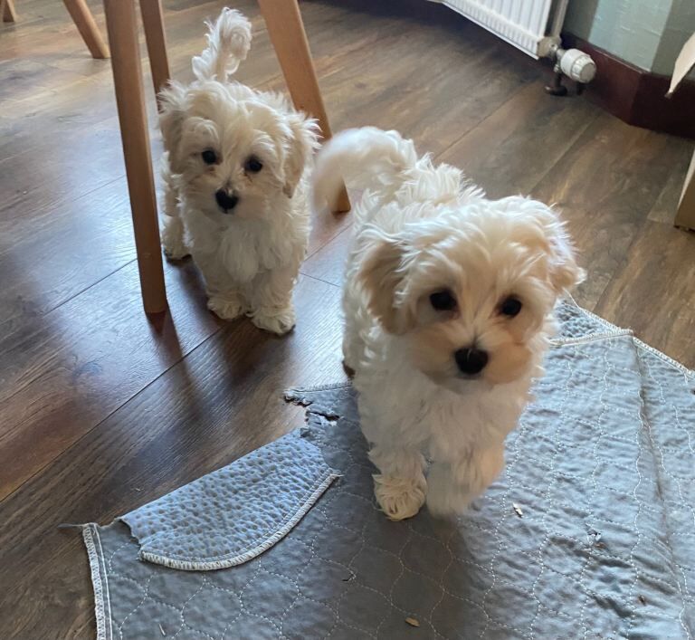 Adorable maltipoo puppies Maltese x toy poodle - Image 3 of 6