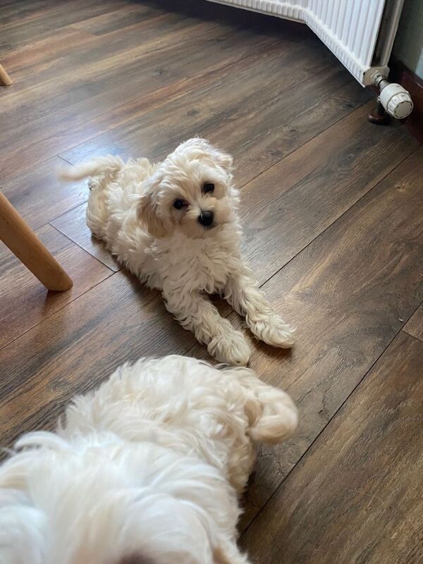 Adorable maltipoo puppies Maltese x toy poodle - Image 4 of 6