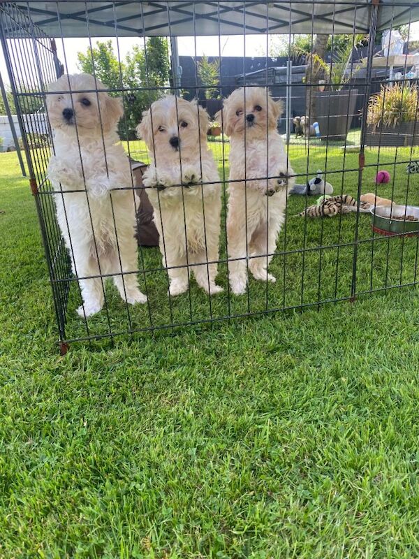 Adorable maltipoo puppies Maltese x toy poodle - Image 5 of 6