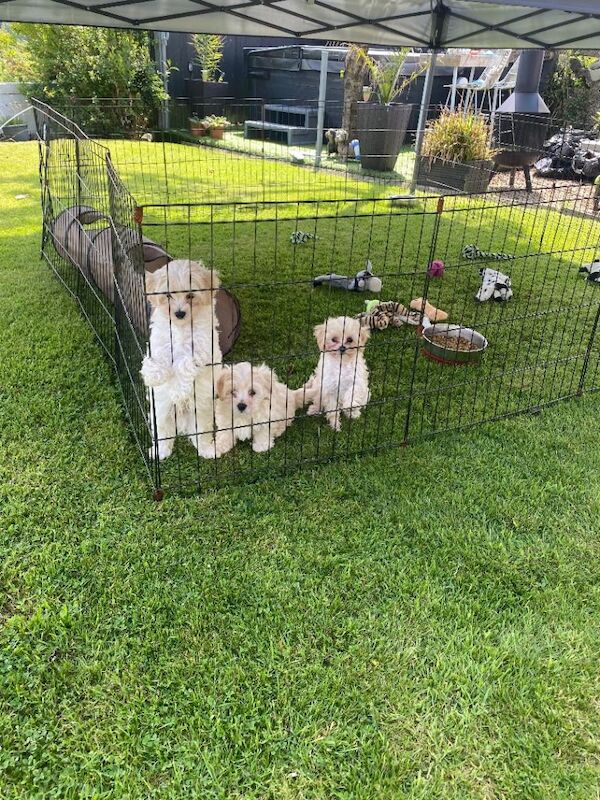 Adorable maltipoo puppies Maltese x toy poodle - Image 6 of 6