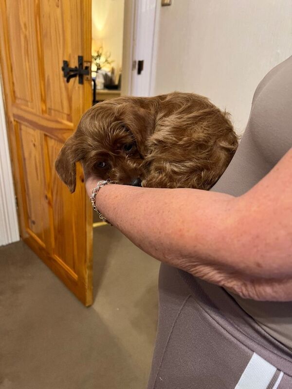 Poodle puppies for sale in Bradford, West Yorkshire – 10 weeks old