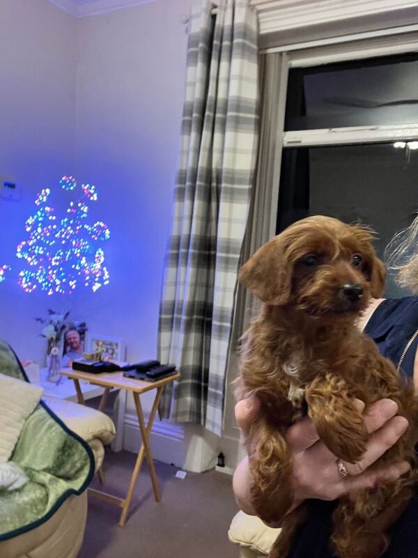 Poodle puppies for sale in Bradford, West Yorkshire – 10 weeks old - Image 2 of 6
