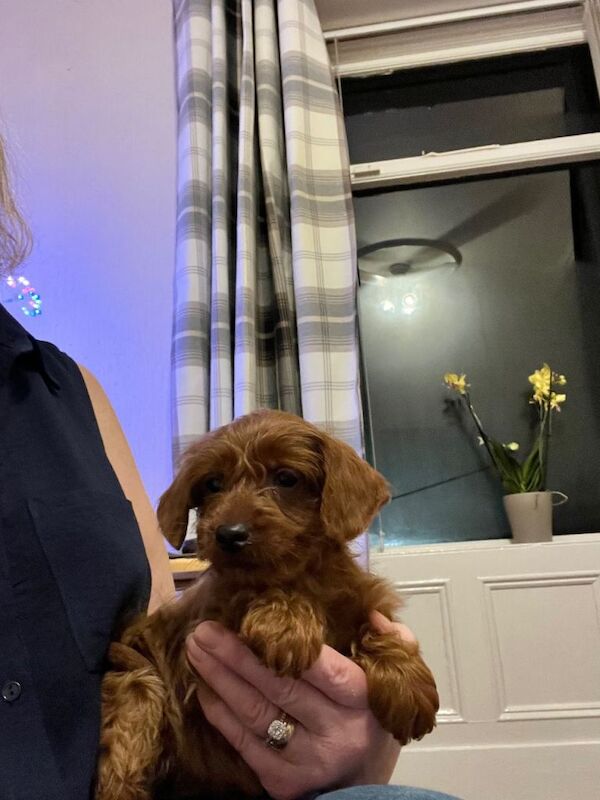 Poodle puppies for sale in Bradford, West Yorkshire – 10 weeks old - Image 3 of 6