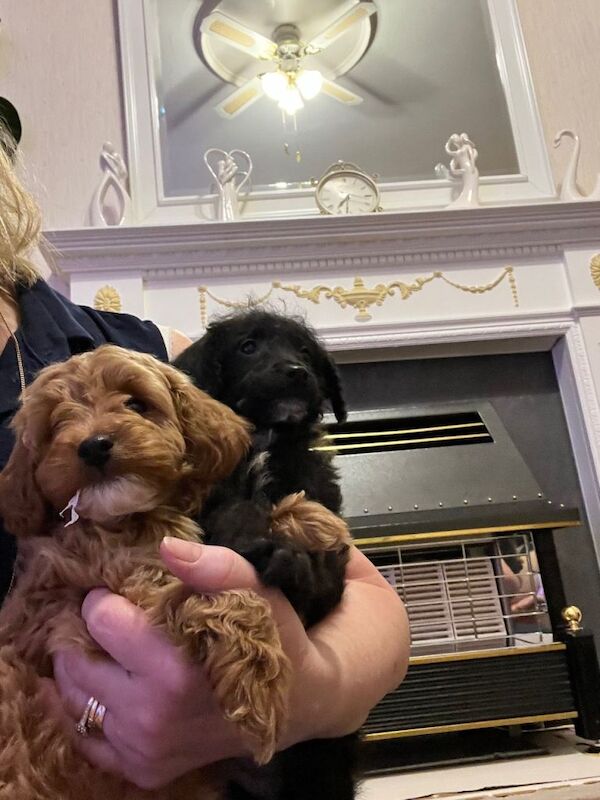 Poodle puppies for sale in Bradford, West Yorkshire – 10 weeks old - Image 5 of 6