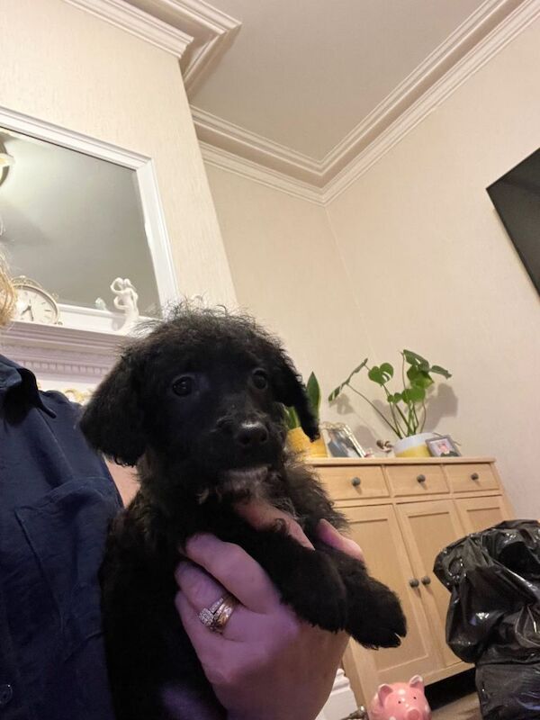Poodle puppies for sale in Bradford, West Yorkshire – 10 weeks old - Image 6 of 6