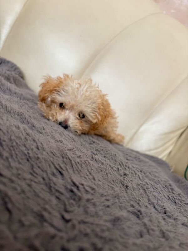 Poodle Puppies For Sale