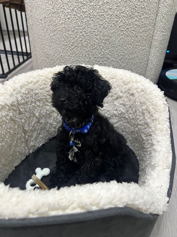 Adorable Toy Poodle for sale