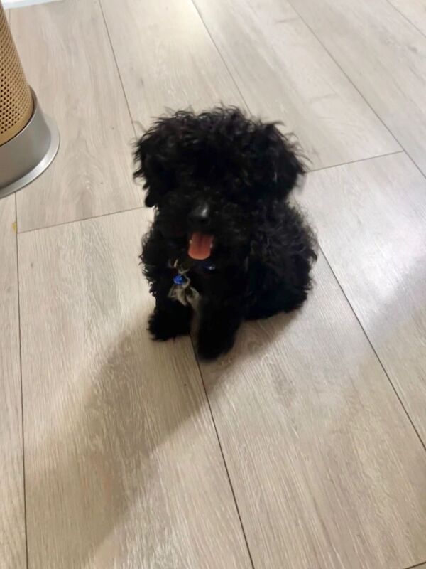 Adorable Toy Poodle for sale - Image 2 of 3