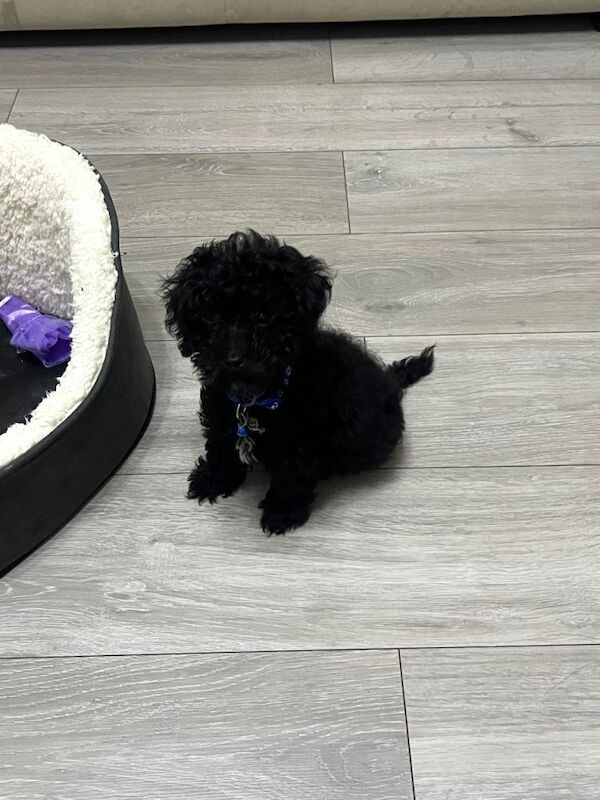 Adorable Toy Poodle for sale - Image 3 of 3
