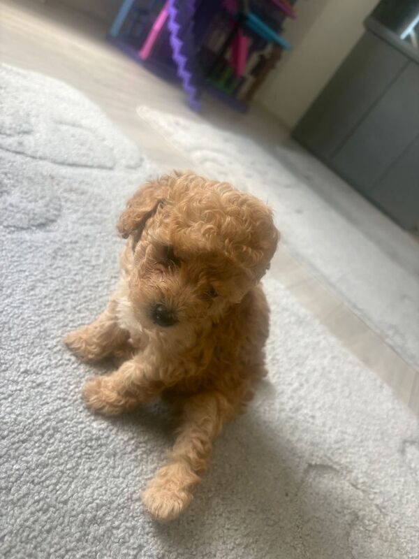 Adorable toy poodle puppies