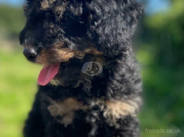 Poodle puppies for sale in Bodmin, Cornwall – 11 months old - Image 1 of 5