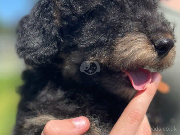 Poodle puppies for sale in Bodmin, Cornwall – 11 months old - Image 2 of 5