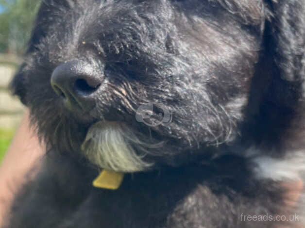 Poodle puppies for sale in Bodmin, Cornwall – 11 months old - Image 3 of 5
