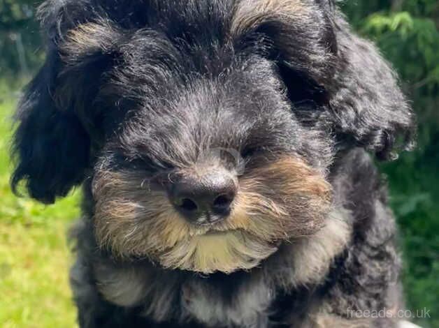 Poodle puppies for sale in Bodmin, Cornwall – 11 months old - Image 4 of 5